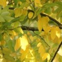 #379 Sophora japonica Japanischer Schnurbaum