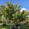 Acer palmatum - 2