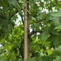 Liquidambar styraciflua - 3