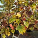 Acer rubrum 'Red Sunset' - 1