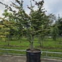 Parrotia persica 'Bella' - 3