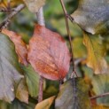 Fagus sylvatica 'Purple Fountain' - herfst