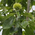 Castanea sativa 'Lyon' - Foto 6