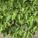 Cornus kousa Chinensis - Foto 3