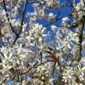 Amelanchier lamarckii - 3