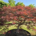 Acer palmatum 'Garnet' - 2