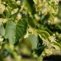Tilia cordata - Foto 3