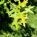 Quercus Palustris - impressie zomerblad