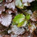 Fagus sylvatica 'Atropunicea' - impressie kleurnuances rode of bruine beuk