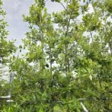 Quercus ilex - 8