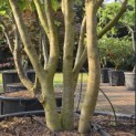Parrotia persica - 3