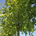 Tilia x europaea 'Pallida' - Foto 9