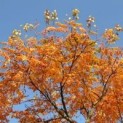 Koelreuteria paniculata