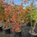 Cornus  kousa  'Scarlet Fire' - Foto 1