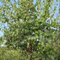 Syringa pekinensis 'China Snow' - Foto 3