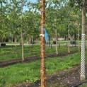 Syringa pekinensis 'China Snow' - Foto 2