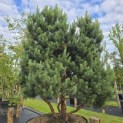 Pinus sylvestris 'Watereri' - 4