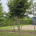 Parrotia persica 'Vanessa' - Foto 1