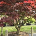 Acer palmatum 'Sumi-Nagashi' - 7