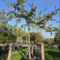 Parrotia persica - 3