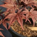 Acer palmatum 'Red Emperor' - 2