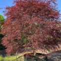 Acer palmatum 'Atrolineare' - 3