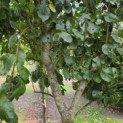 Prunus domestica 'Bleue de Belgique' - 1