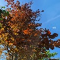 Fagus sylvatica 'Atropunicea' - Afbeelding 978