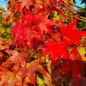 Acer palmatum 'Osakazuki' - Foto 2