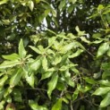 Quercus ilex - 6
