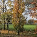 Fagus Dawyck Gold - 1