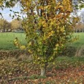 Fagus Dawyck Gold - 2