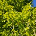 Fagus sylvatica 'Rohan Gold' - 2