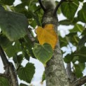 Tilia x flavescens 'Glenleven' - 2