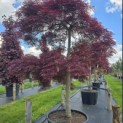 Acer palmatum 'Garnet' - 2