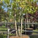 Liquidambar styraciflua 'Worplesdon' - 1