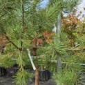 Pinus sylvestris - 1