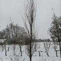 Fagus sylvatica 'Dawyck Gold' - 1