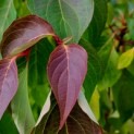 Cornus controversa - 1