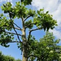Platanus x hispanica - zomer 2025