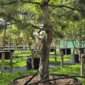 Pinus nigra 'Nigra' - Foto 4