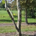 Platanus x Hispanica - 4