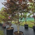 Acer palmatum 'Red Emperor' - 8