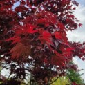 Acer palmatum 'Bloodgood' - 1