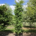 Ginkgo biloba Obelisk - 1