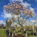 Magnolia 'Soulangeana' - Foto 9