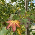 Liquidambar styraciflua - Foto 2