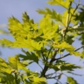 Quercus palustris