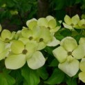 Cornus kousa 'Venus' - 1