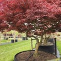 Acer palmatum 'Garnet' - 7